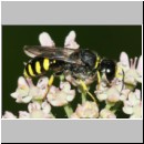 Ectemnius lapidarius - Grabwespe w09a 10mm - OS-Hellern Waldwiese det.jpg